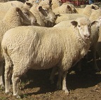 Wool logo