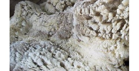 Wool